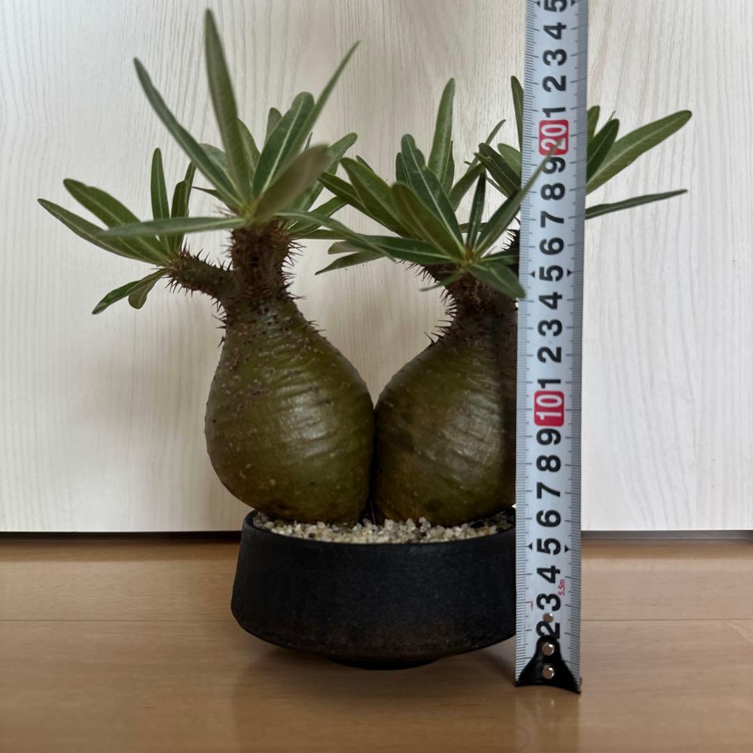 パキポディウム　グラキリス　二頭株　発根済