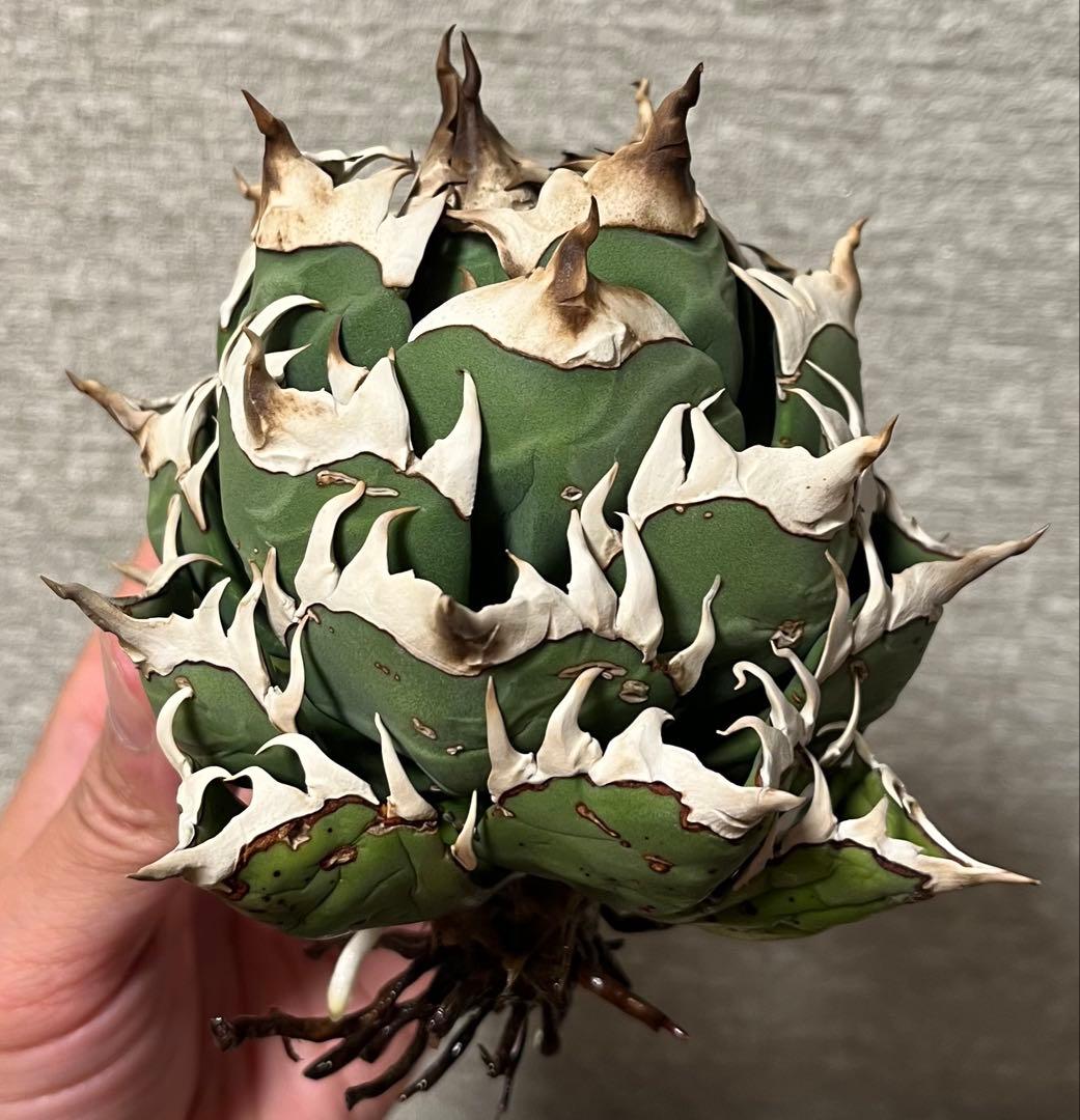 【値下げ】コレクション株　レッドキャットウィーズル　ボールタイプ　極上株