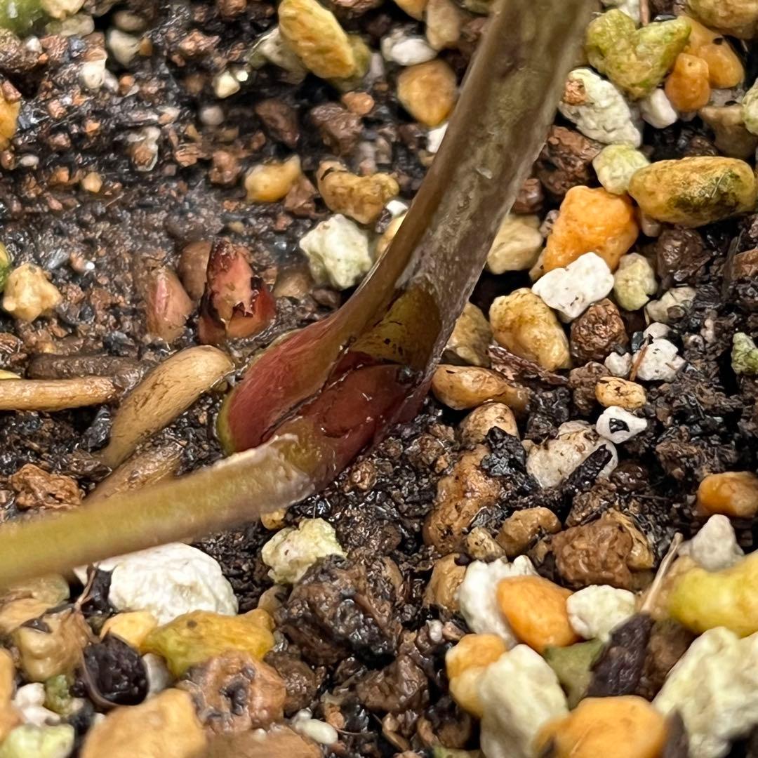 ⭐️スペシャル価格⭐️☘️ラスト2☘️❤️セール❤️369❤️ 超希少❤️ 【ヨシノ】