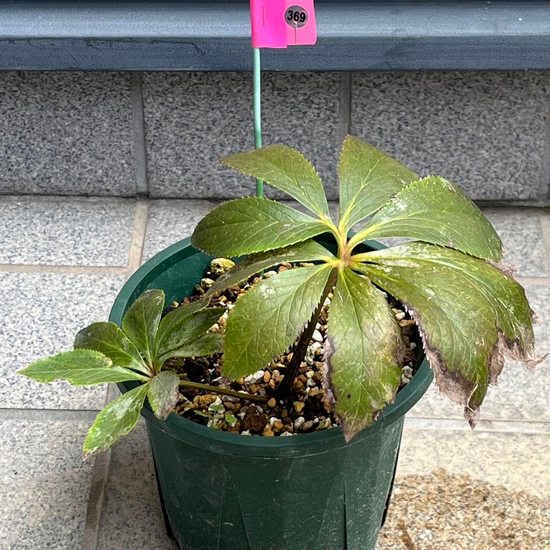 ⭐️スペシャル価格⭐️☘️ラスト2☘️❤️セール❤️369❤️ 超希少❤️ 【ヨシノ】