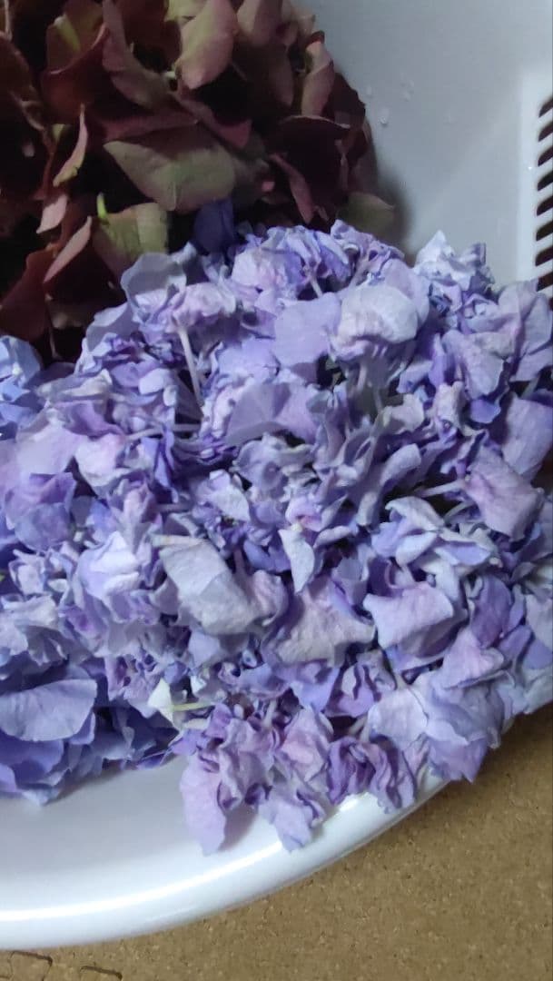 品種不明　確認画像