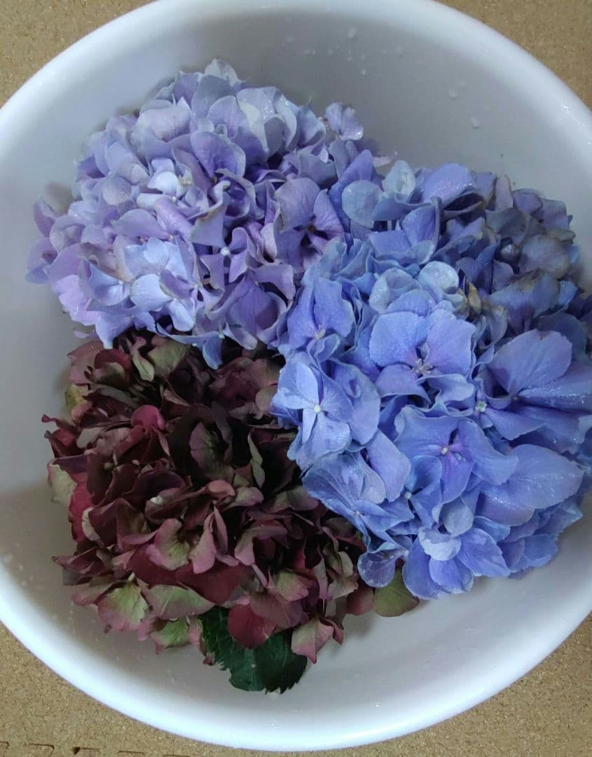 品種不明　確認画像