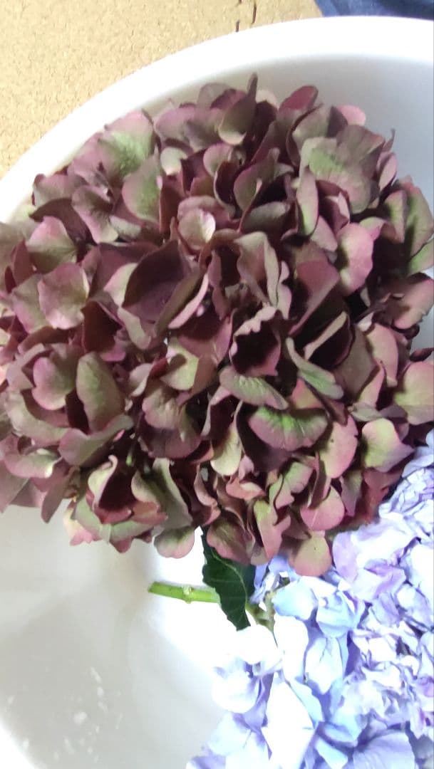 品種不明　確認画像