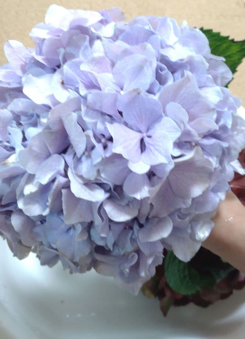 品種不明　確認画像