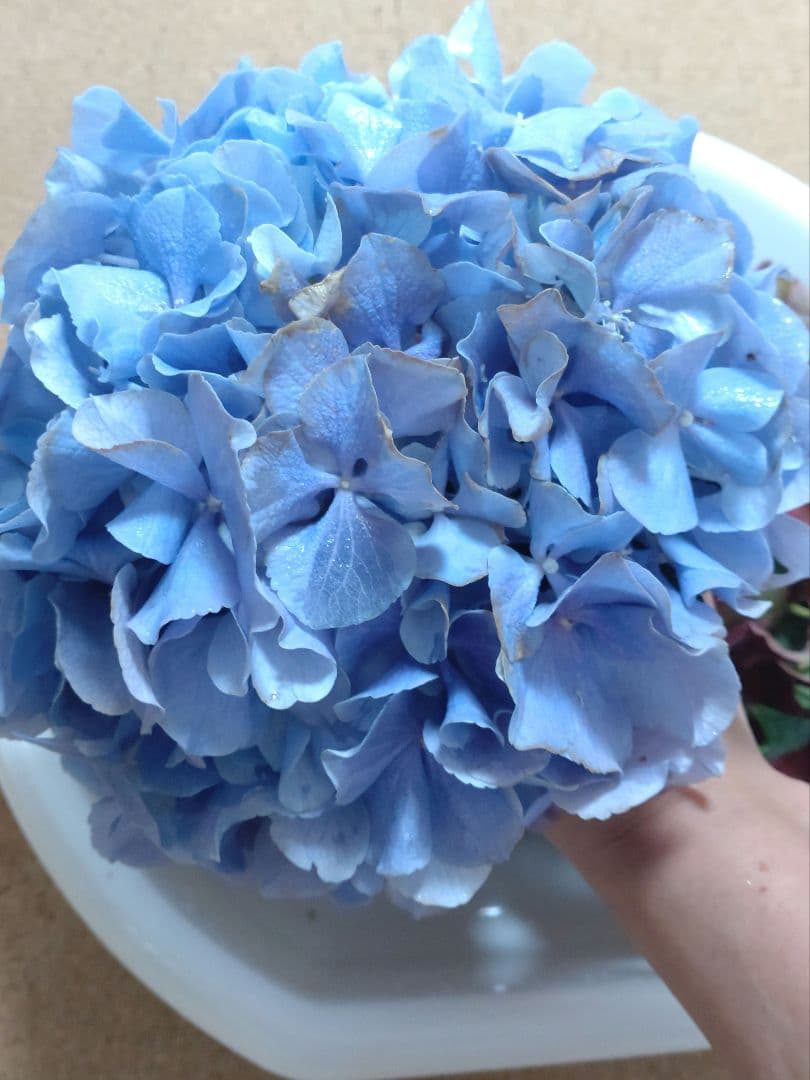 品種不明　確認画像