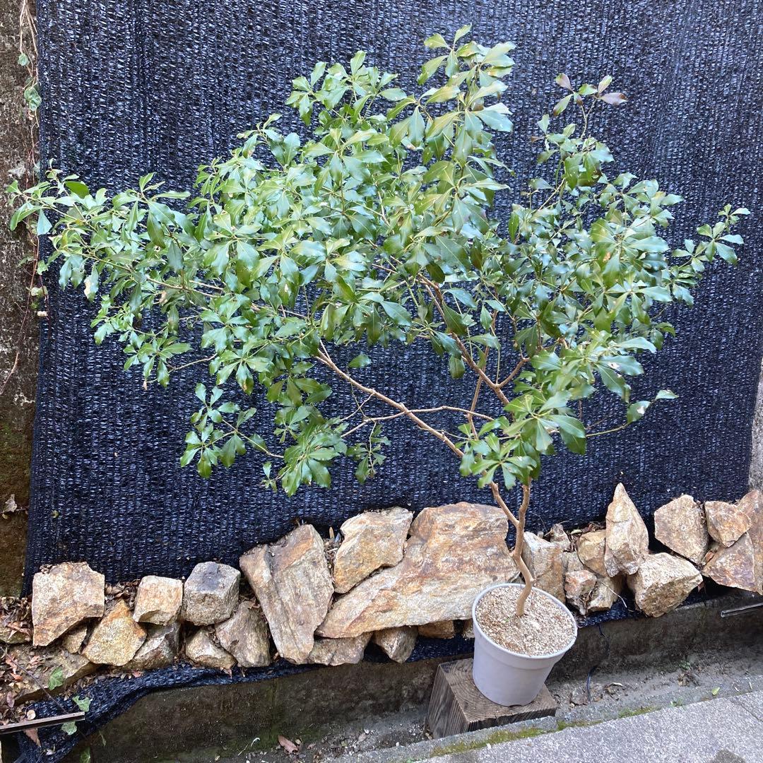 山採り アセビ 馬酔木 160センチ - メルカリ