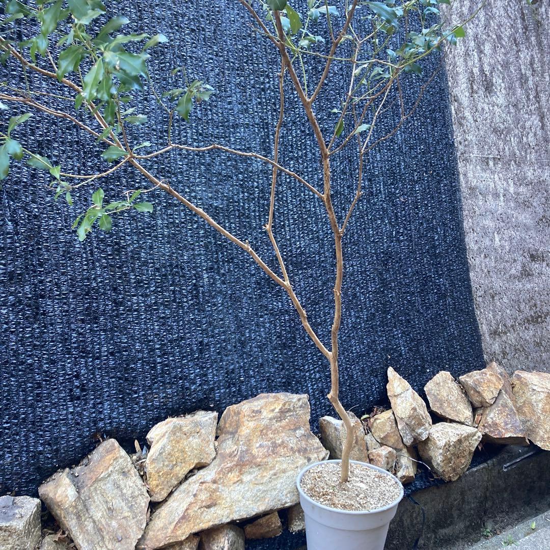 山採り アセビ 馬酔木 160センチ - メルカリ