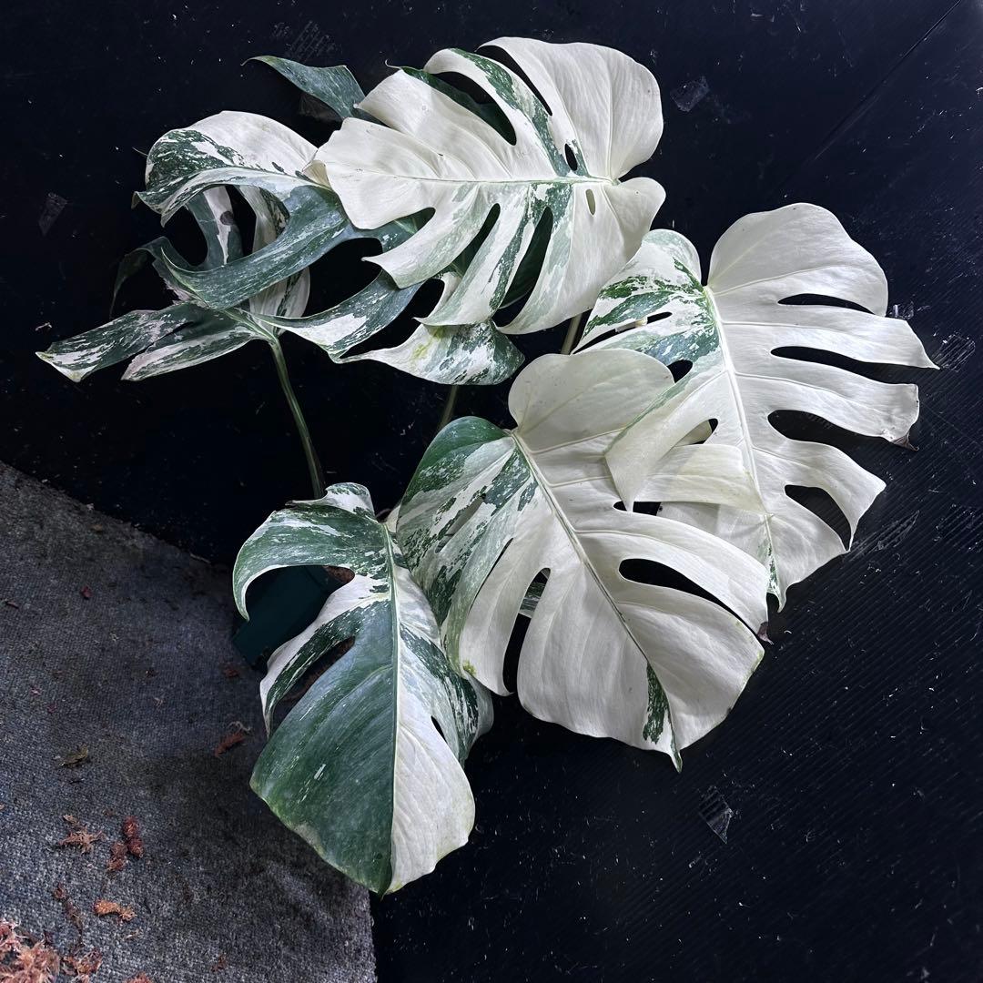 う*こ様 斑入りモンステラ ホワイトタイガー極美大株68cm白斑多