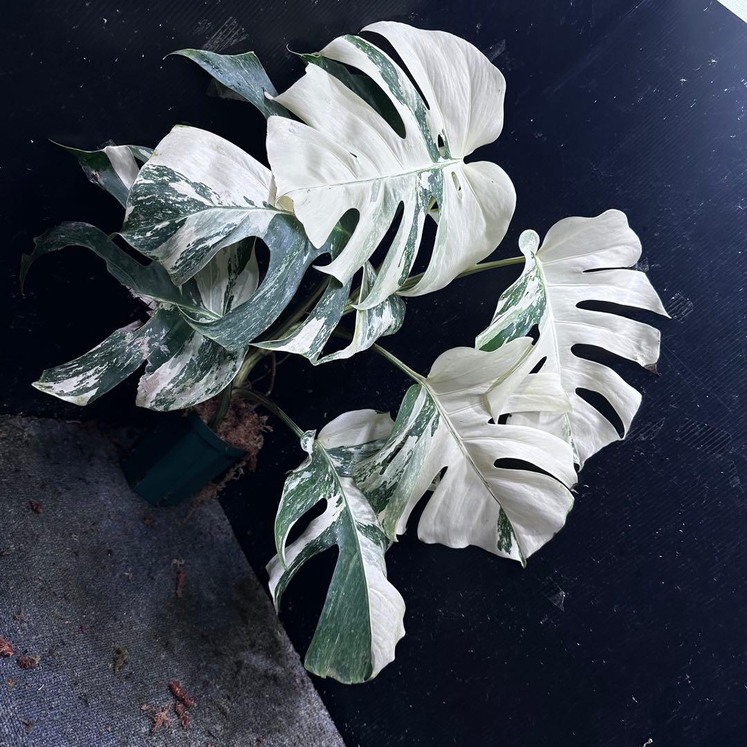 う*こ様 斑入りモンステラ ホワイトタイガー極美大株68cm白斑多