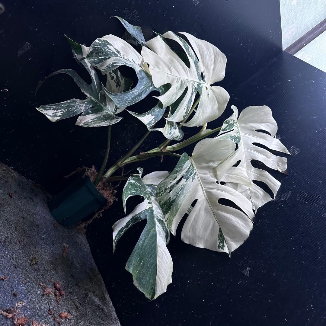 う*こ様 斑入りモンステラ ホワイトタイガー極美大株68cm白斑多