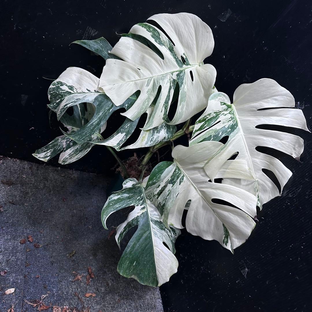 う*こ様 斑入りモンステラ ホワイトタイガー極美大株68cm白斑多