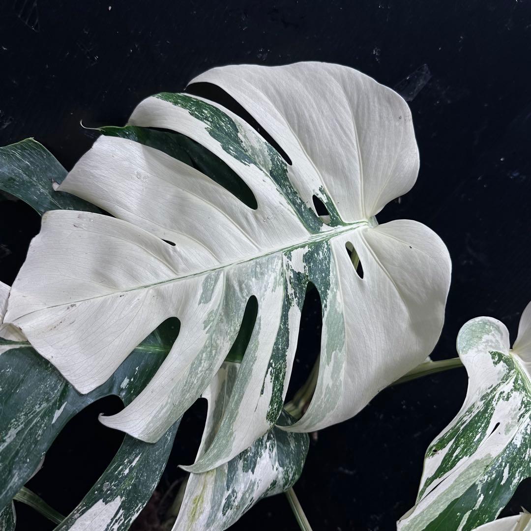 う*こ様 斑入りモンステラ ホワイトタイガー極美大株68cm白斑多