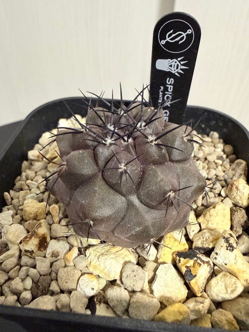 コピアポアデュラ 黒王丸 ハイブリット 実生