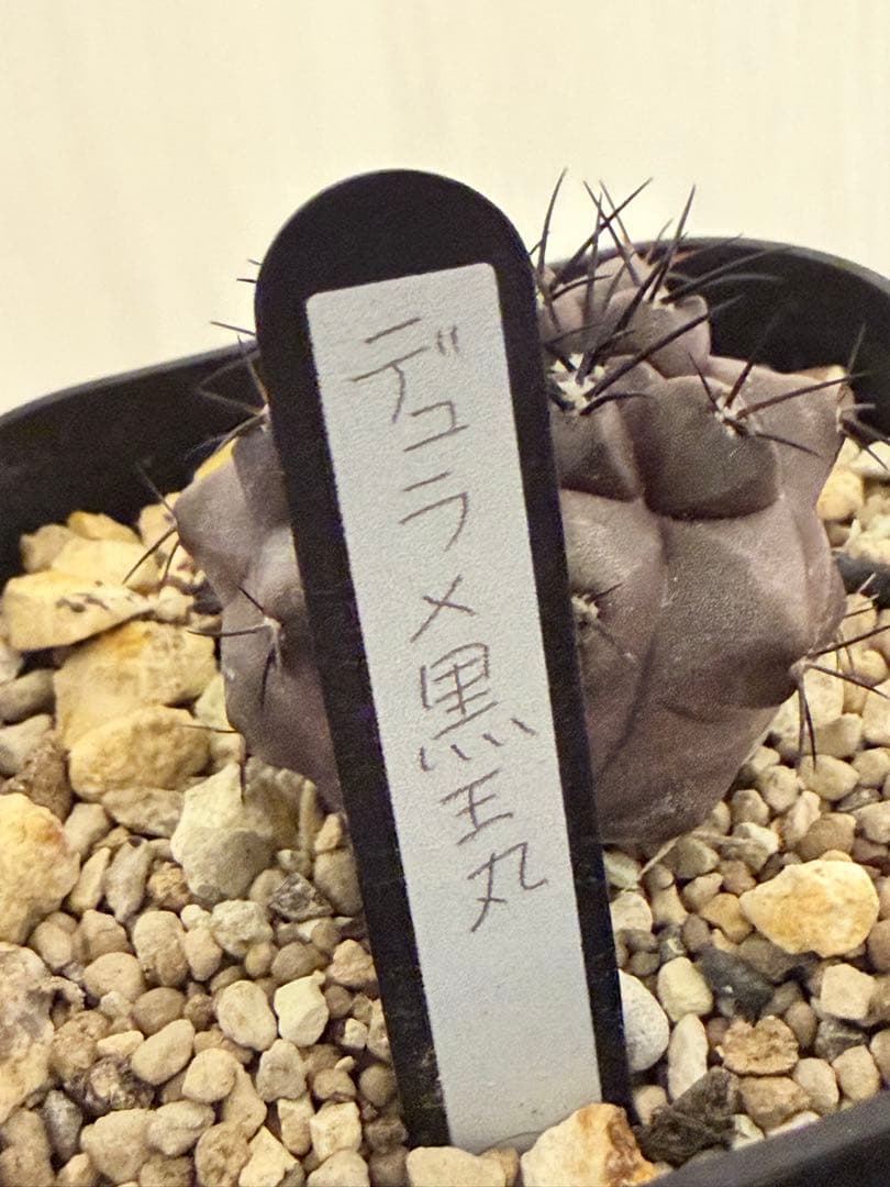 コピアポアデュラ 黒王丸 ハイブリット 実生