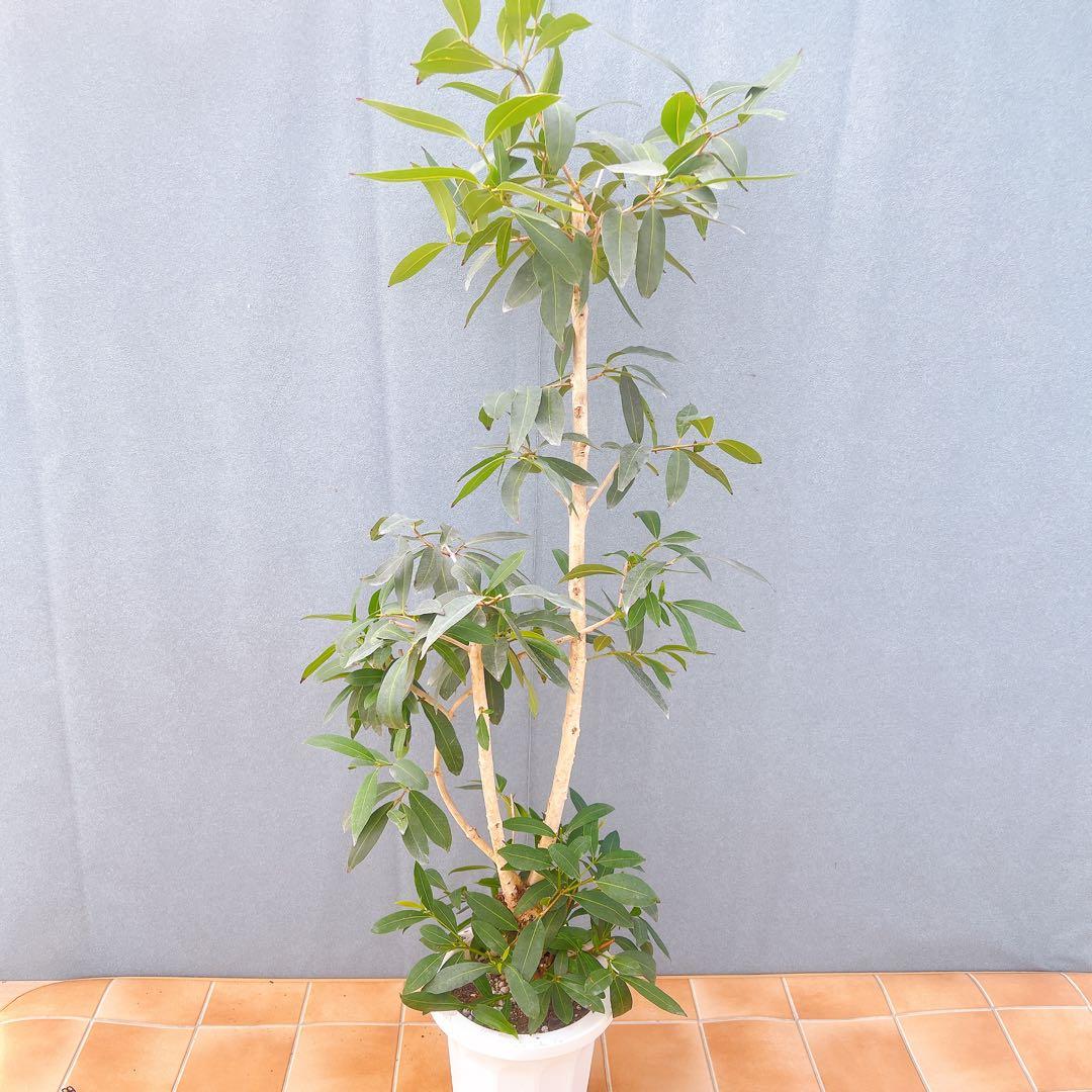 現品　アマゾンオリーブ　30番　オリーブ　観葉植物　希少　インテリアグリーン