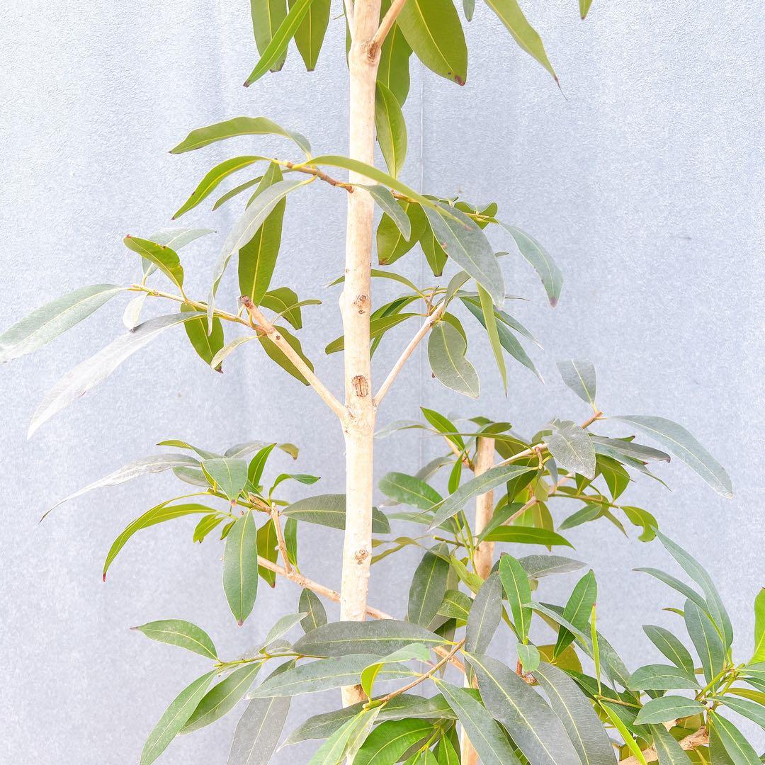 現品　アマゾンオリーブ　30番　オリーブ　観葉植物　希少　インテリアグリーン