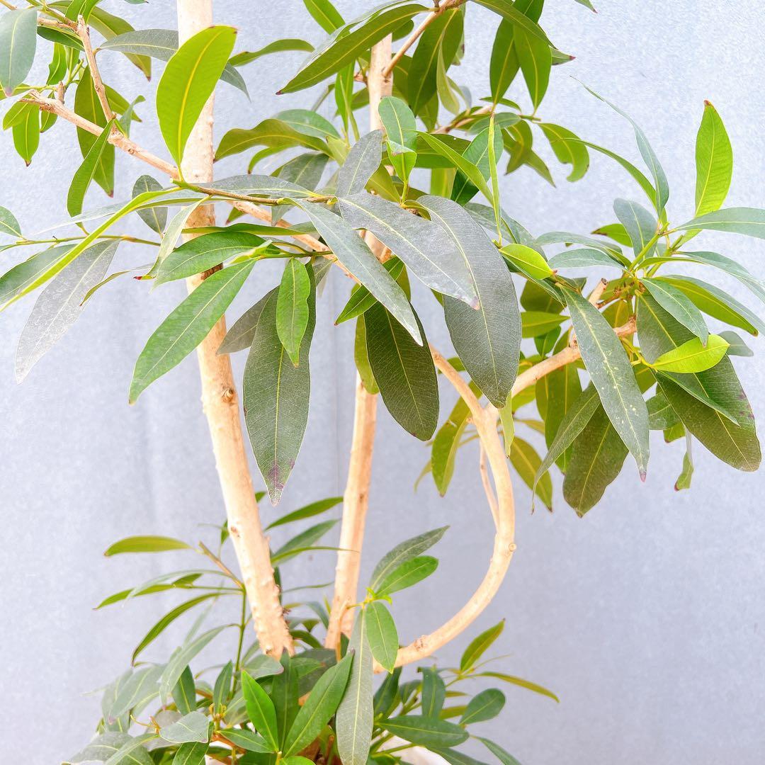 現品　アマゾンオリーブ　30番　オリーブ　観葉植物　希少　インテリアグリーン