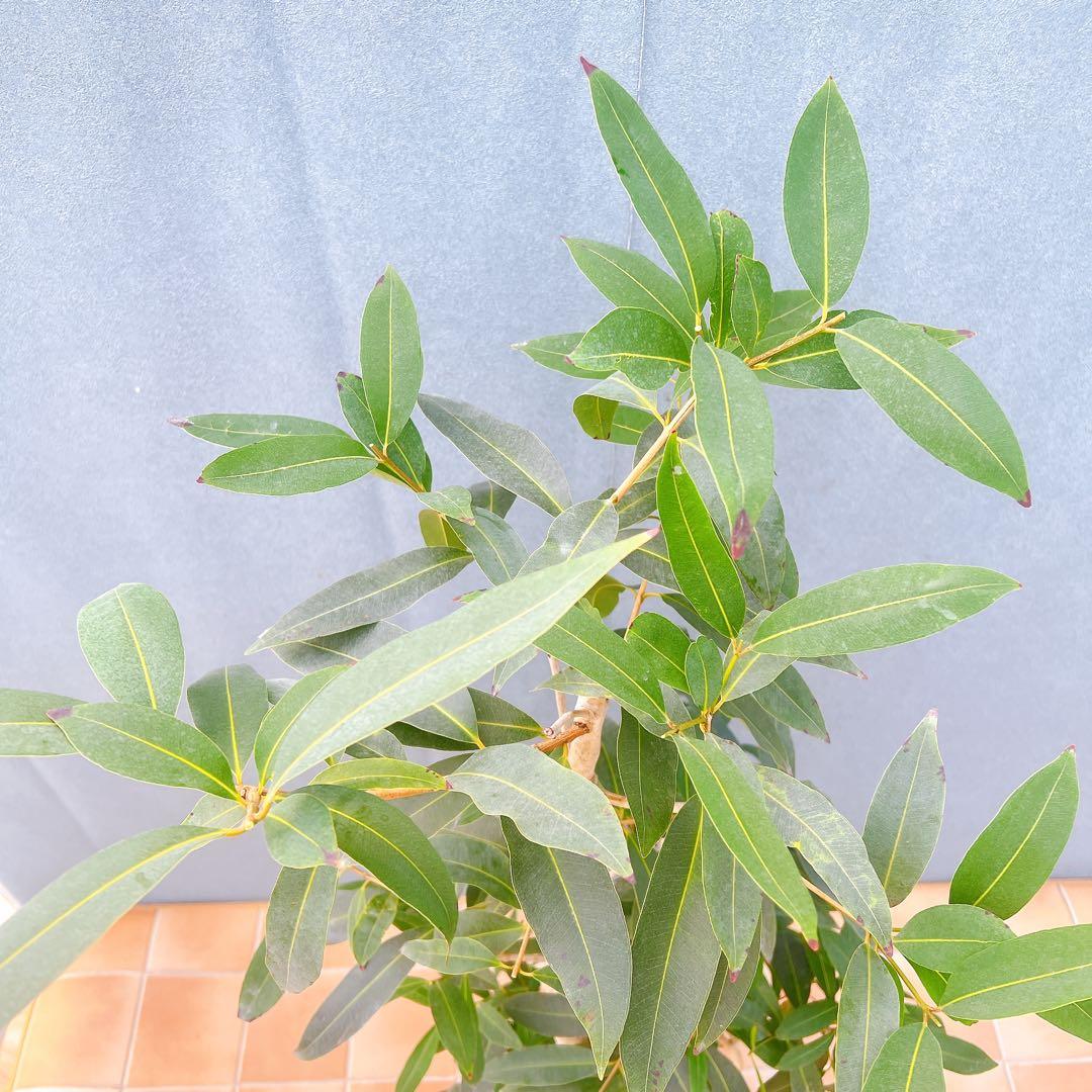 現品　アマゾンオリーブ　30番　オリーブ　観葉植物　希少　インテリアグリーン