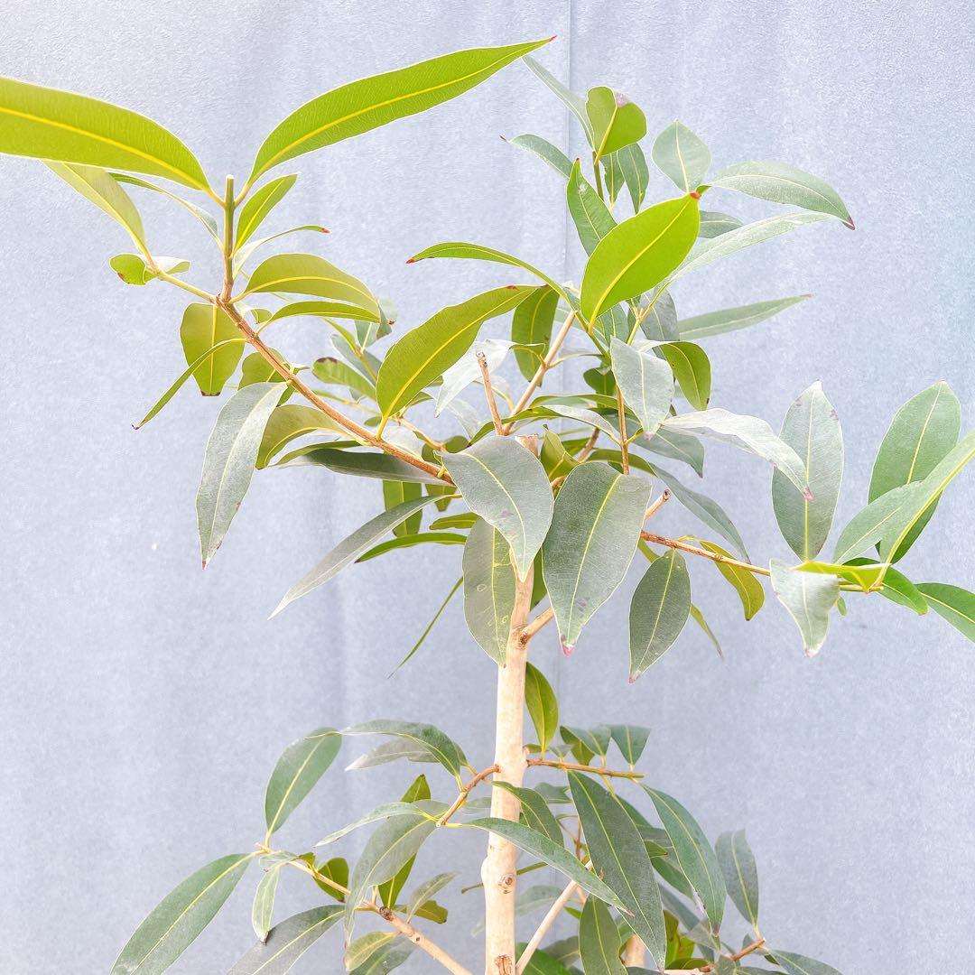 現品　アマゾンオリーブ　30番　オリーブ　観葉植物　希少　インテリアグリーン