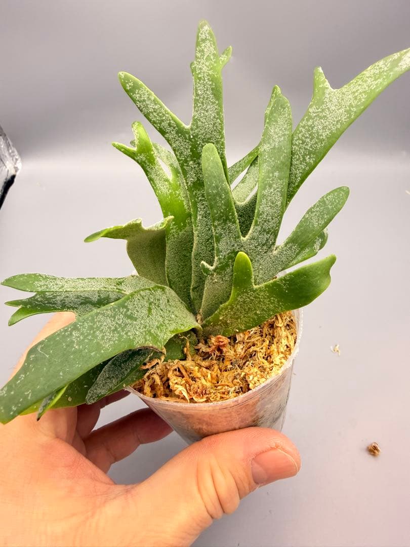 Akiko　ビカクシダOMG + bacteria sporeling