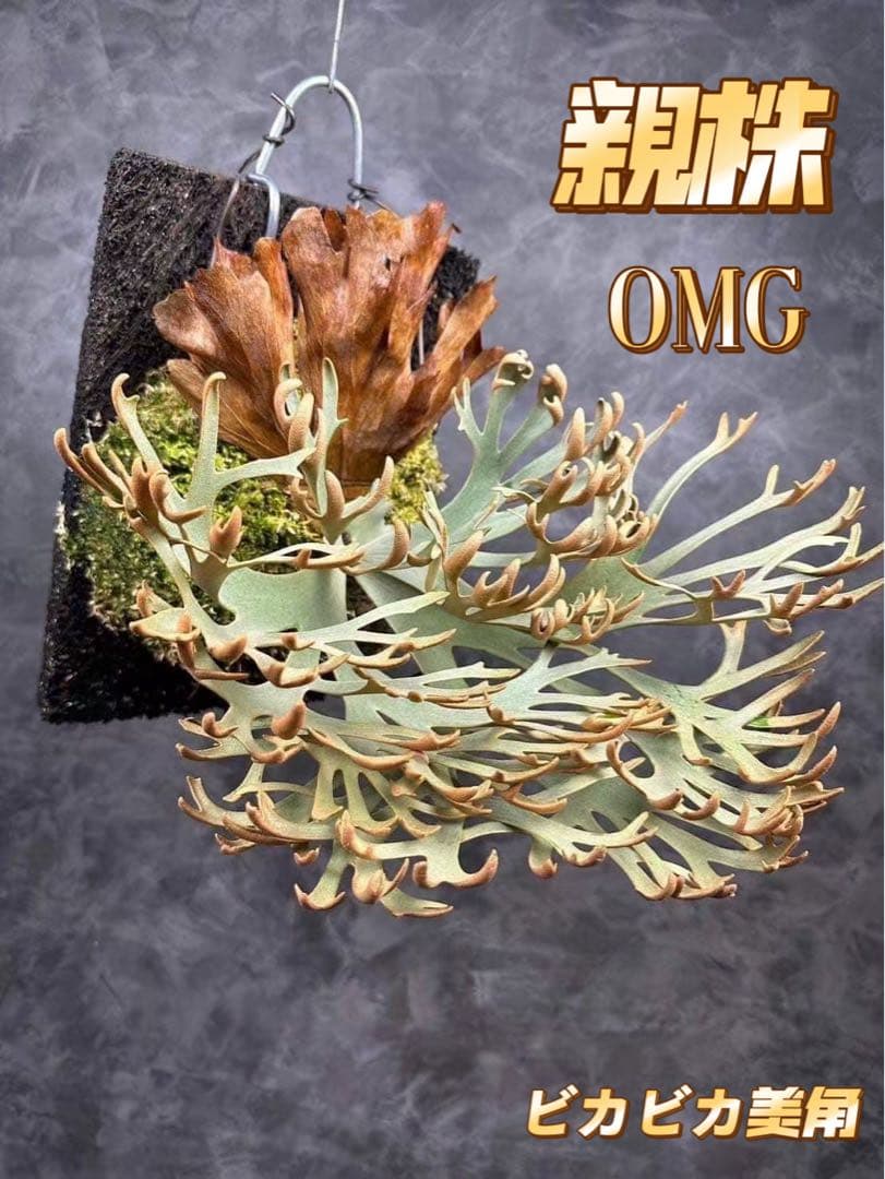 Akiko　ビカクシダOMG + bacteria sporeling