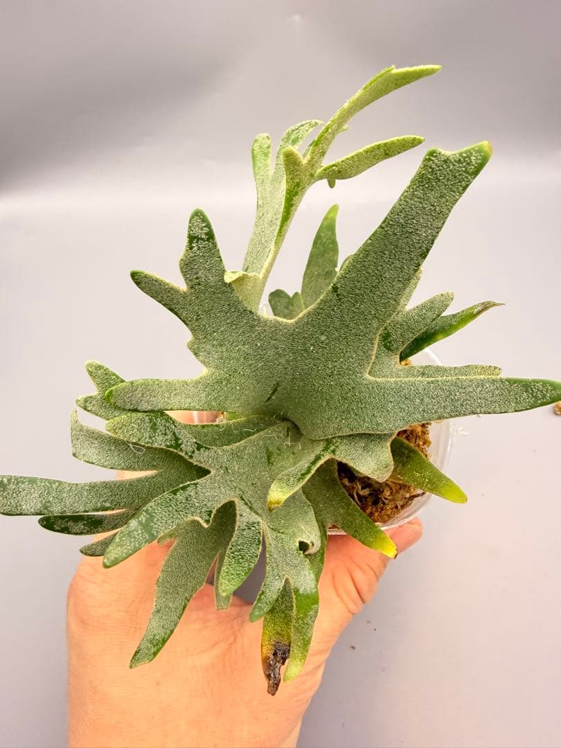 Akiko　ビカクシダOMG + bacteria sporeling