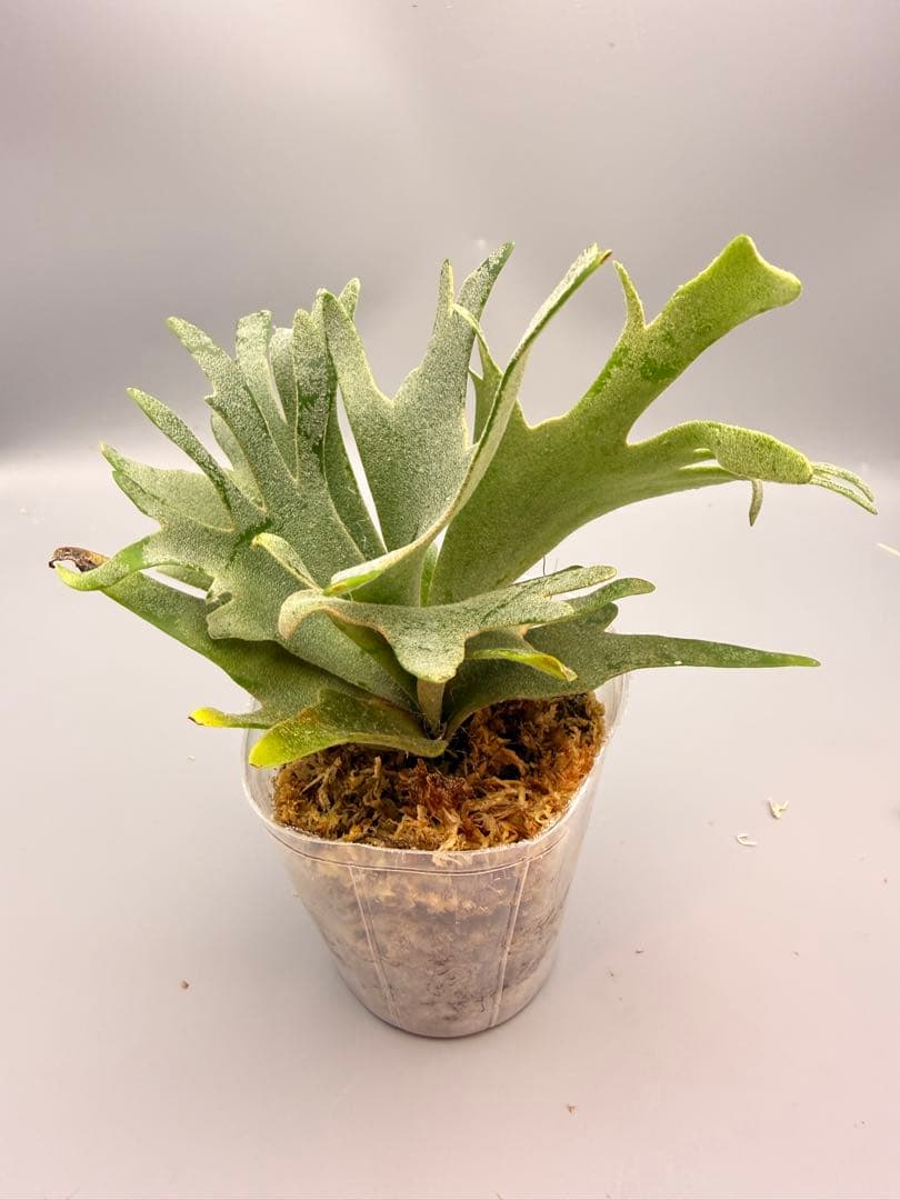 Akiko　ビカクシダOMG + bacteria sporeling