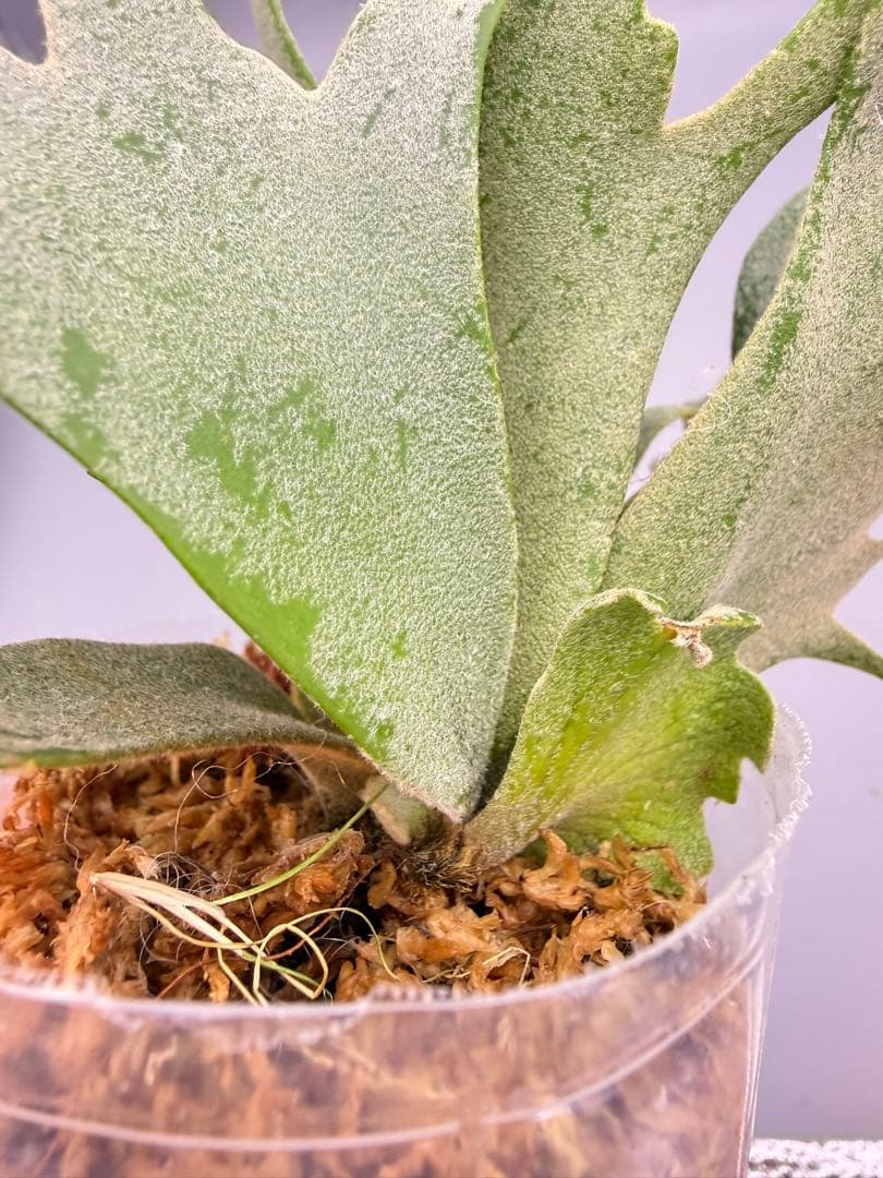 Akiko　ビカクシダOMG + bacteria sporeling