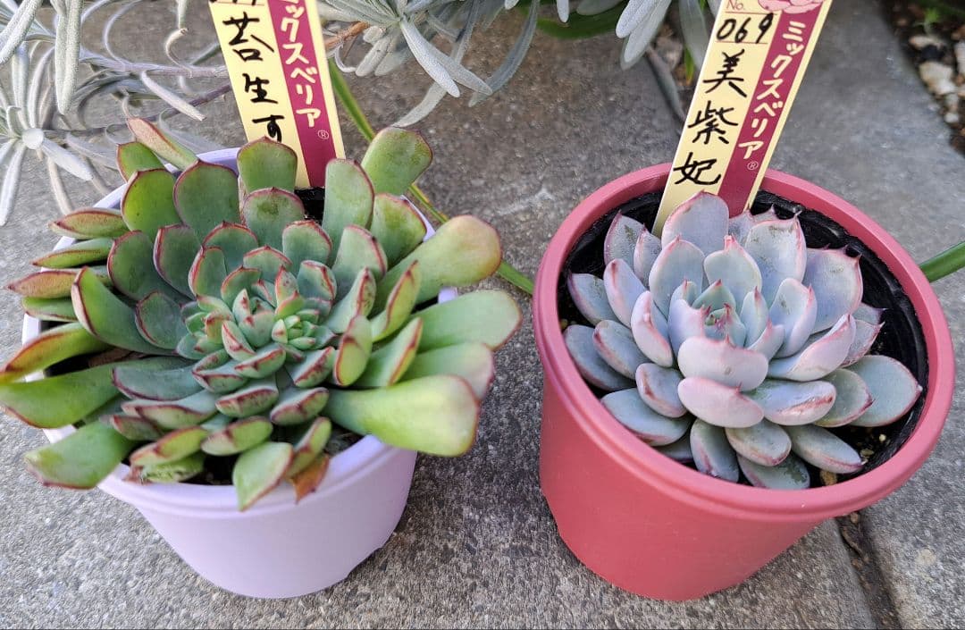 ミックスベリア 苔生す、美紫妃セット 札付き 鉢ごと おらいさん