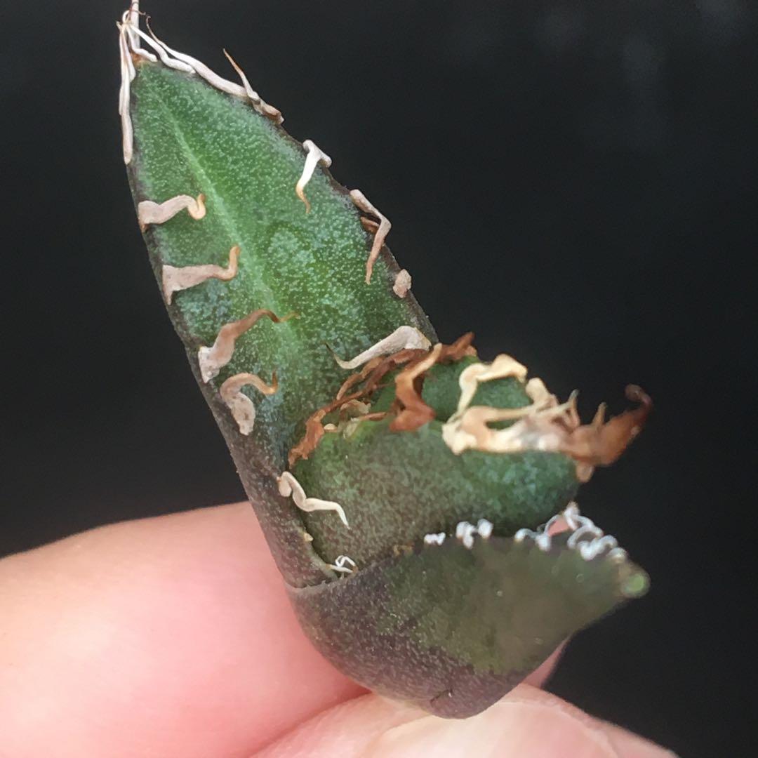 高騰品種】20 シーザー×レッドキャットウィーズル hyb極上強棘陽炎