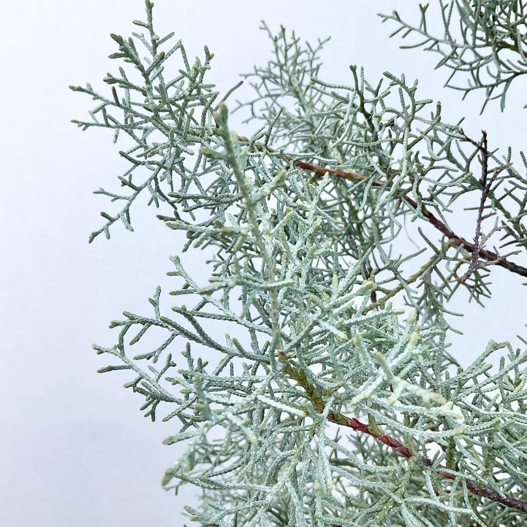 コニファー ブルーアイス/ 1032