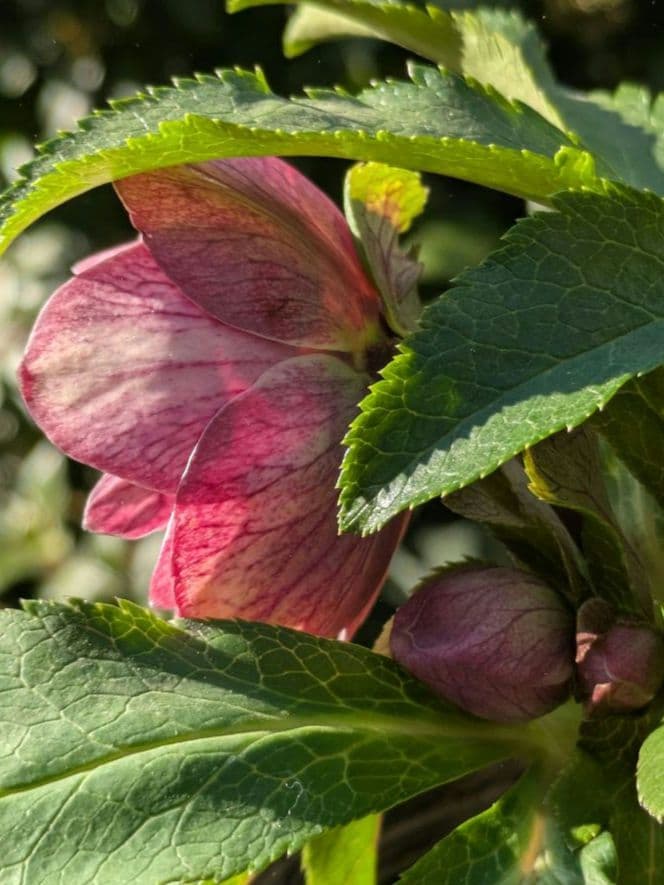 コレクター向け​【広瀬園芸】オーレア系アンティークレッドベインdd