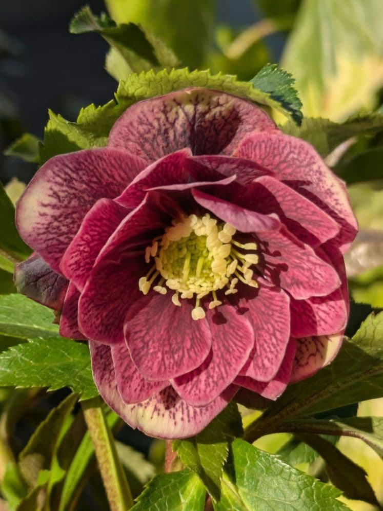 コレクター向け​【広瀬園芸】オーレア系アンティークレッドベインdd