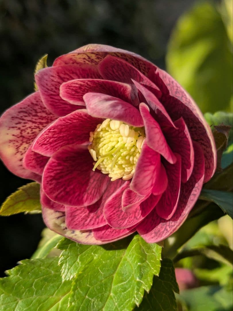 コレクター向け​【広瀬園芸】オーレア系アンティークレッドベインdd