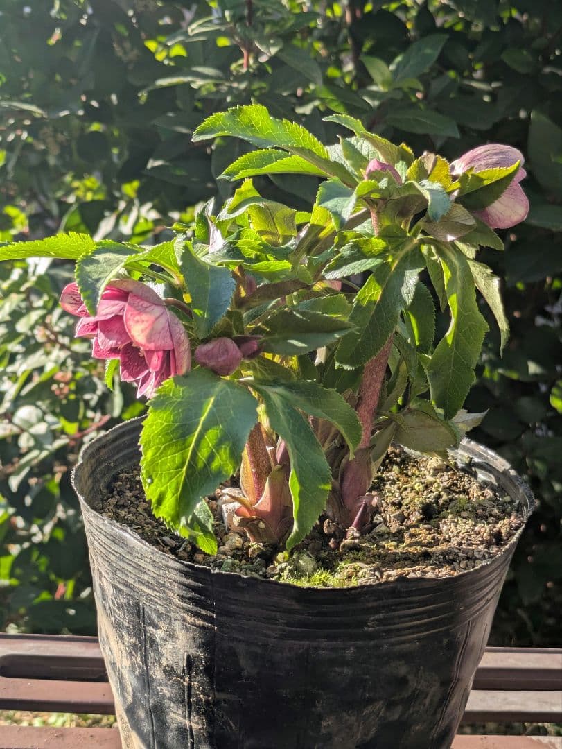 コレクター向け​【広瀬園芸】オーレア系アンティークレッドベインdd