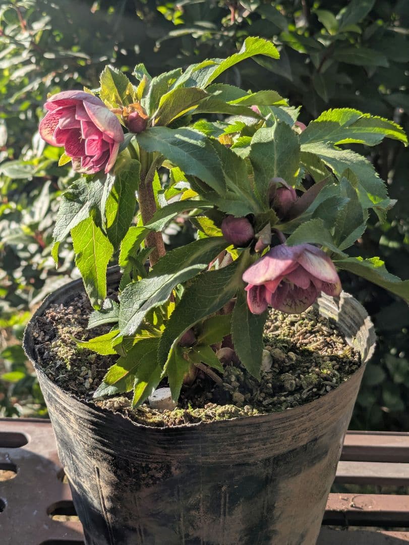 コレクター向け​【広瀬園芸】オーレア系アンティークレッドベインdd