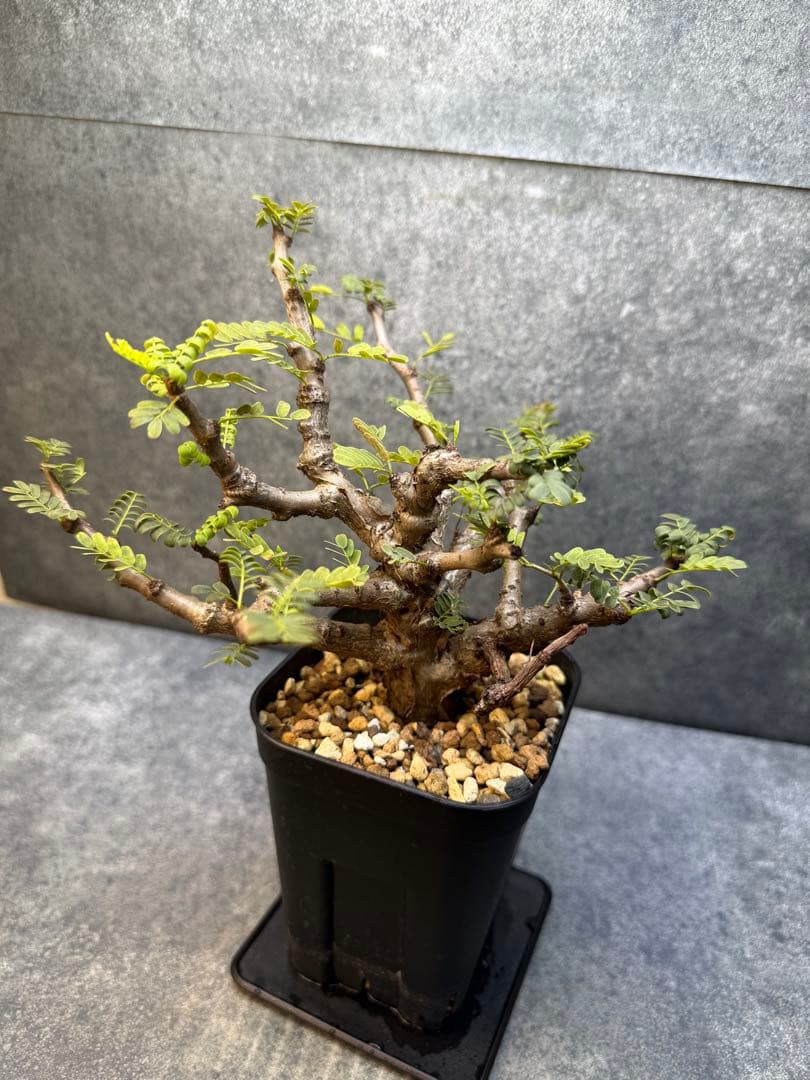 センナ メリディオナリス 海外実生 発根済み 431 - メルカリ