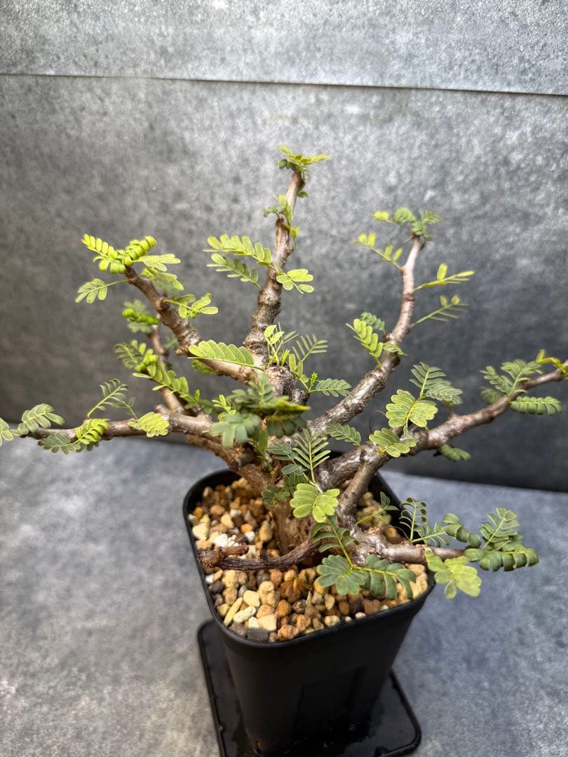 センナ メリディオナリス 海外実生 発根済み 431 - メルカリ