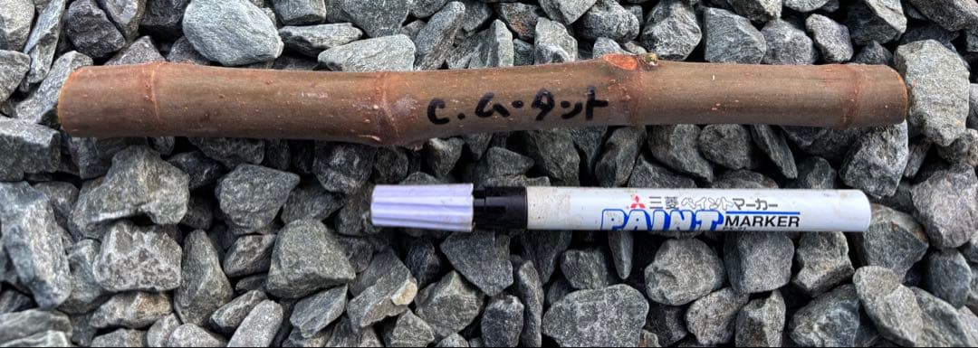 激ヤバ変態 Campaniere Mutant イチジク 穂木 - メルカリ