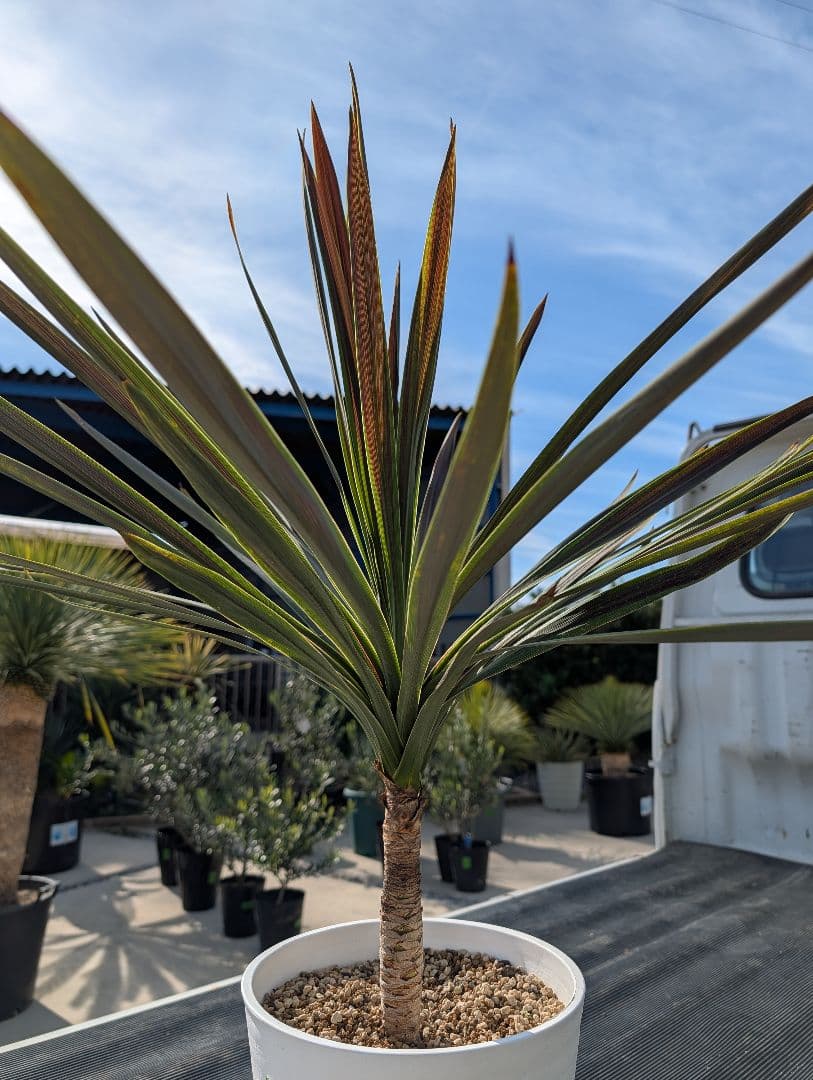 コルジリネ チョコミント《H＝約85㎝・8号》178