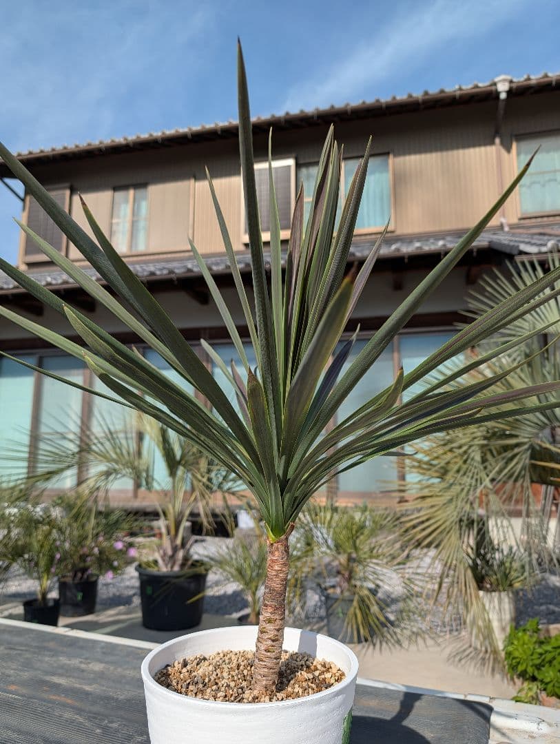 コルジリネ チョコミント《H＝約85㎝・8号》178