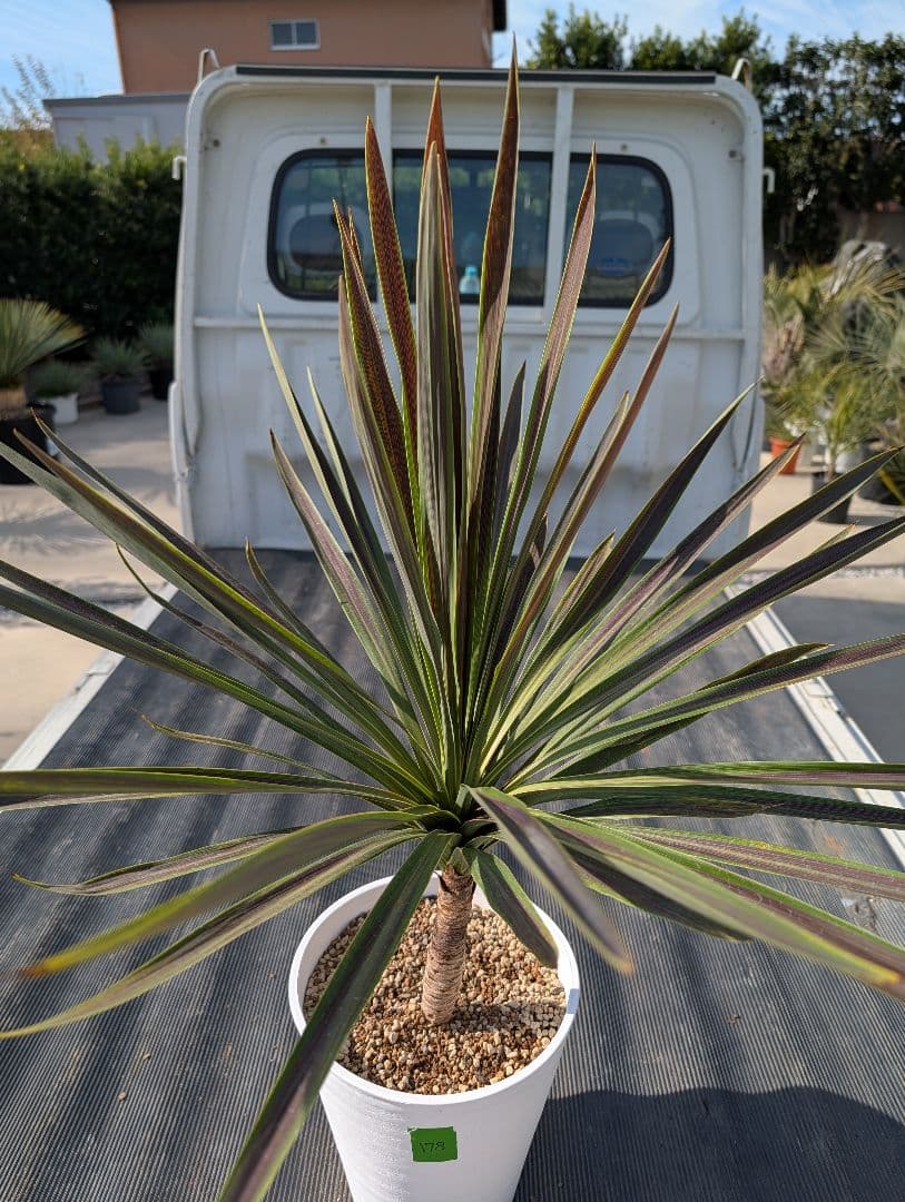 コルジリネ チョコミント《H＝約85㎝・8号》178