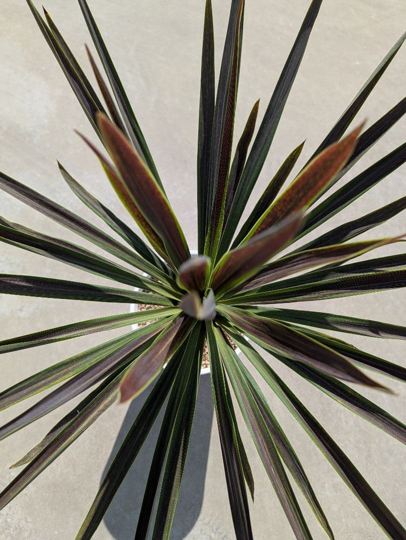 コルジリネ チョコミント《H＝約85㎝・8号》178