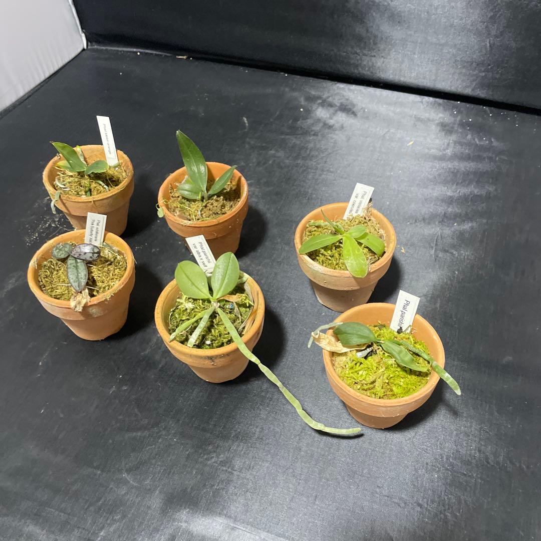 胡蝶蘭　原種　６株セット　年末の株整理出品　ファレノプシス　Phal