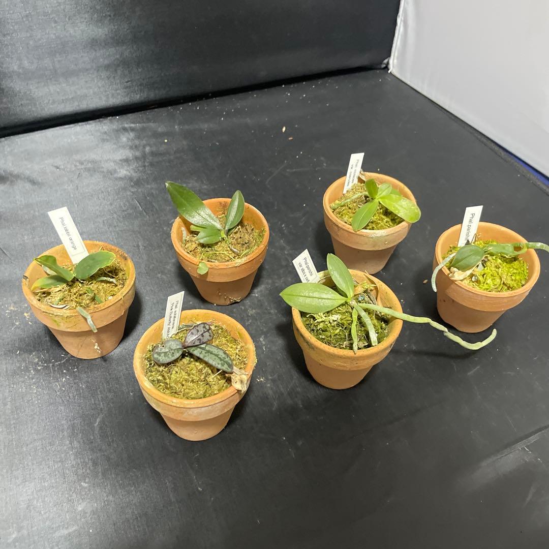 胡蝶蘭　原種　６株セット　年末の株整理出品　ファレノプシス　Phal