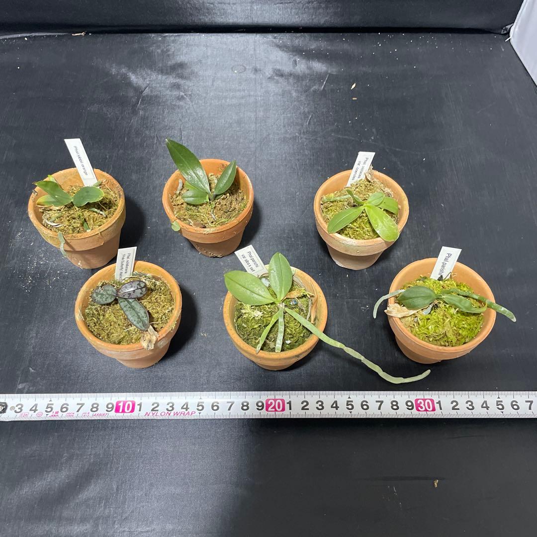 胡蝶蘭　原種　６株セット　年末の株整理出品　ファレノプシス　Phal