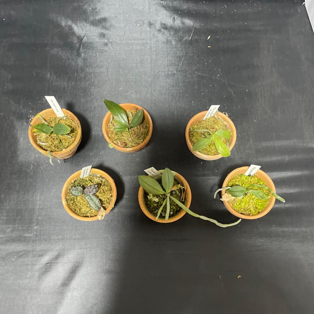 胡蝶蘭　原種　６株セット　年末の株整理出品　ファレノプシス　Phal