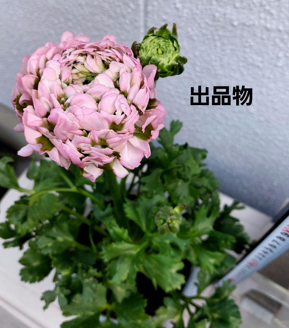 レア色、ラナンキュラスポンポン『ハーマイオニー』本物、透け感綺麗な