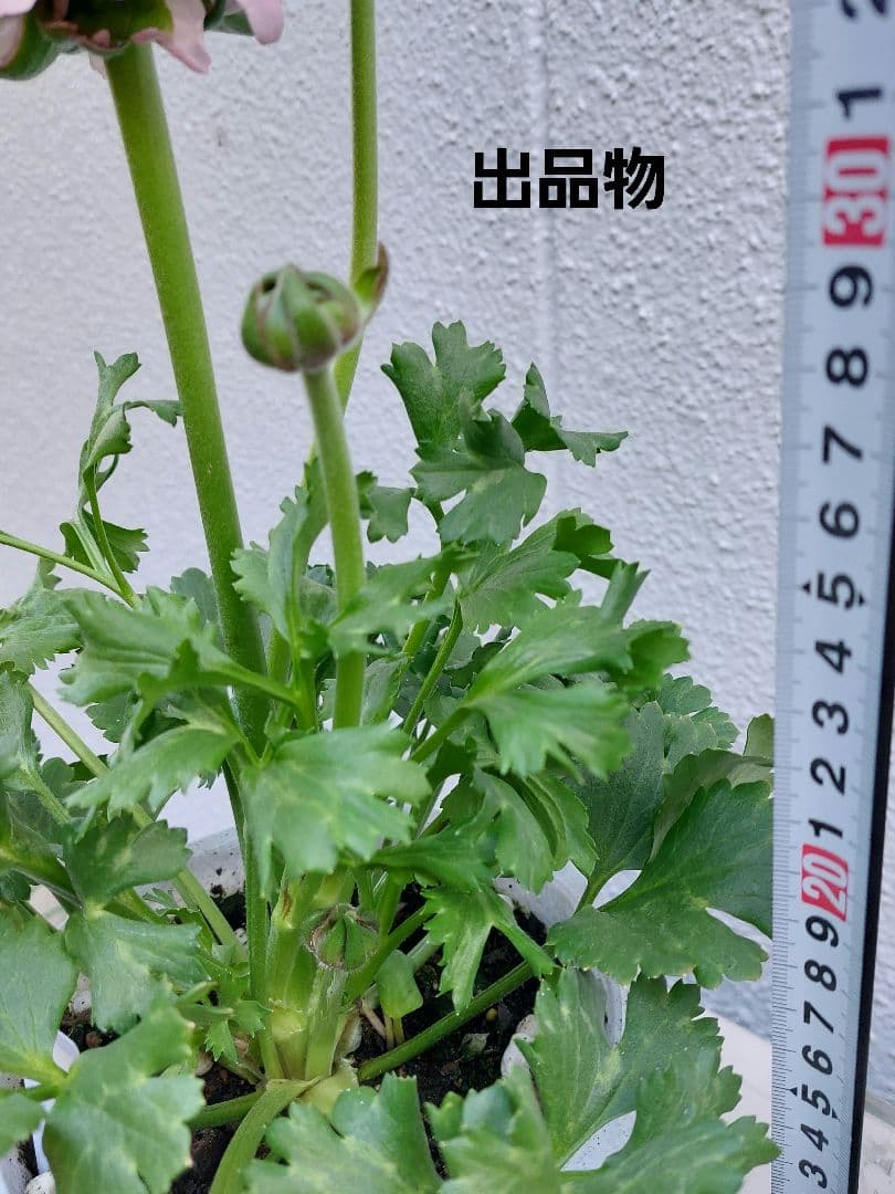 レア色、ラナンキュラスポンポン『ハーマイオニー』本物、透け感綺麗な