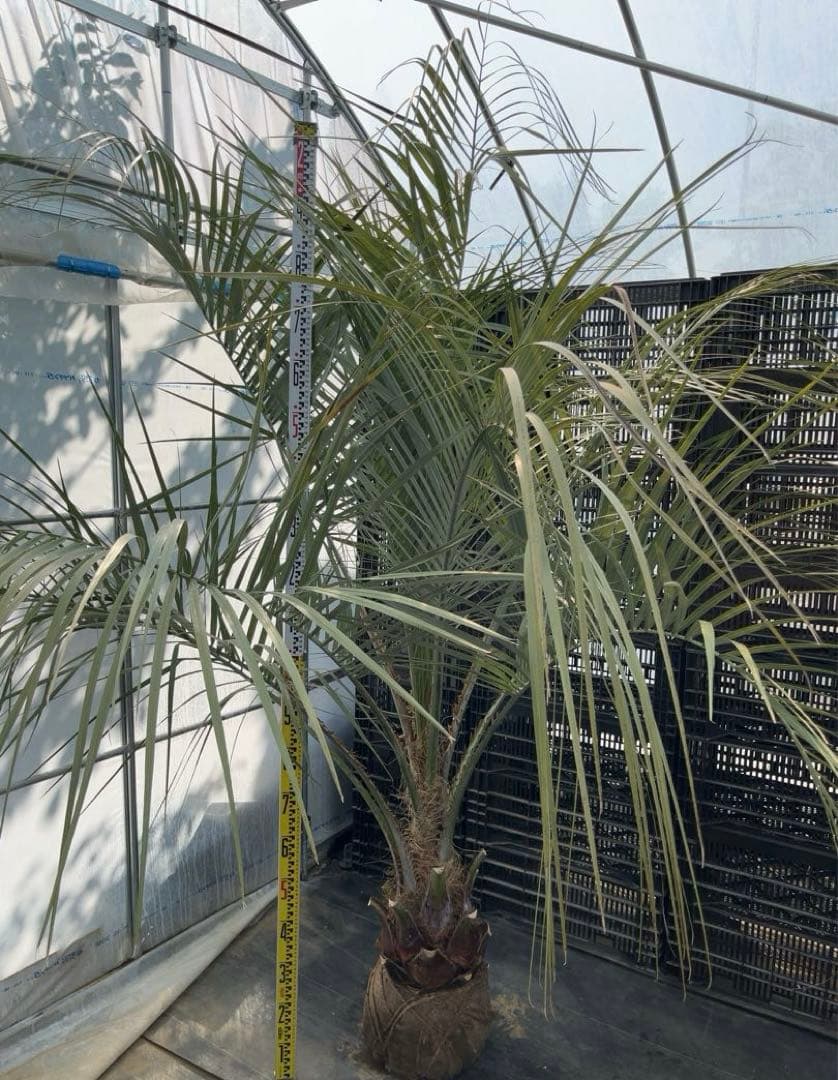 ココスヤシ 幹極太　極上の品　シルバーリーフ　良形